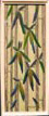 Click for a full screen view of Green Bamboo